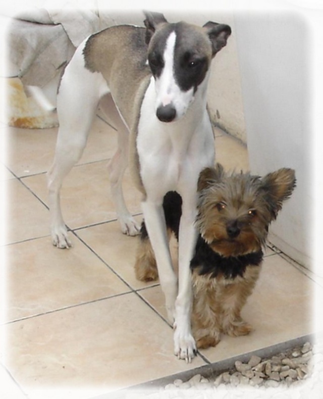 Jeune femelle lévrier whippet à adopter