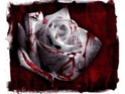 Image hosted by servimg.com