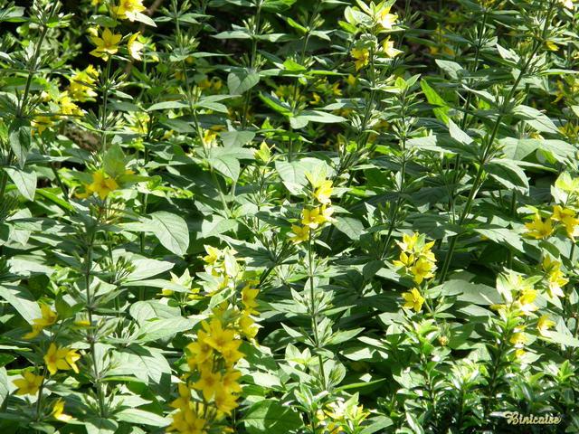 Lysimachia punctata. dans Fleurs et plantes 640_p721