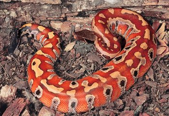 python curtus is a species of pythonid a nonvenomous sn