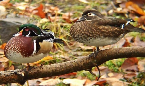 Wood duck duc-110.jpg