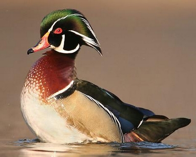 Wood duck duc-210.jpg
