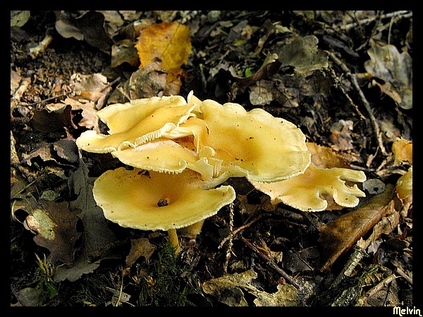 Image hébergée par servimg.com