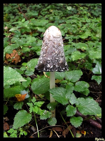 Image hébergée par servimg.com