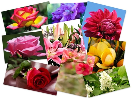 flowers wallpapers 2011. Full HD Wallpapers 2011