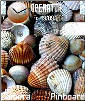 shells10.jpg