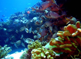 coraux10.jpg