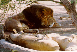 lions_10.jpg