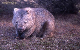 wombat11.jpg