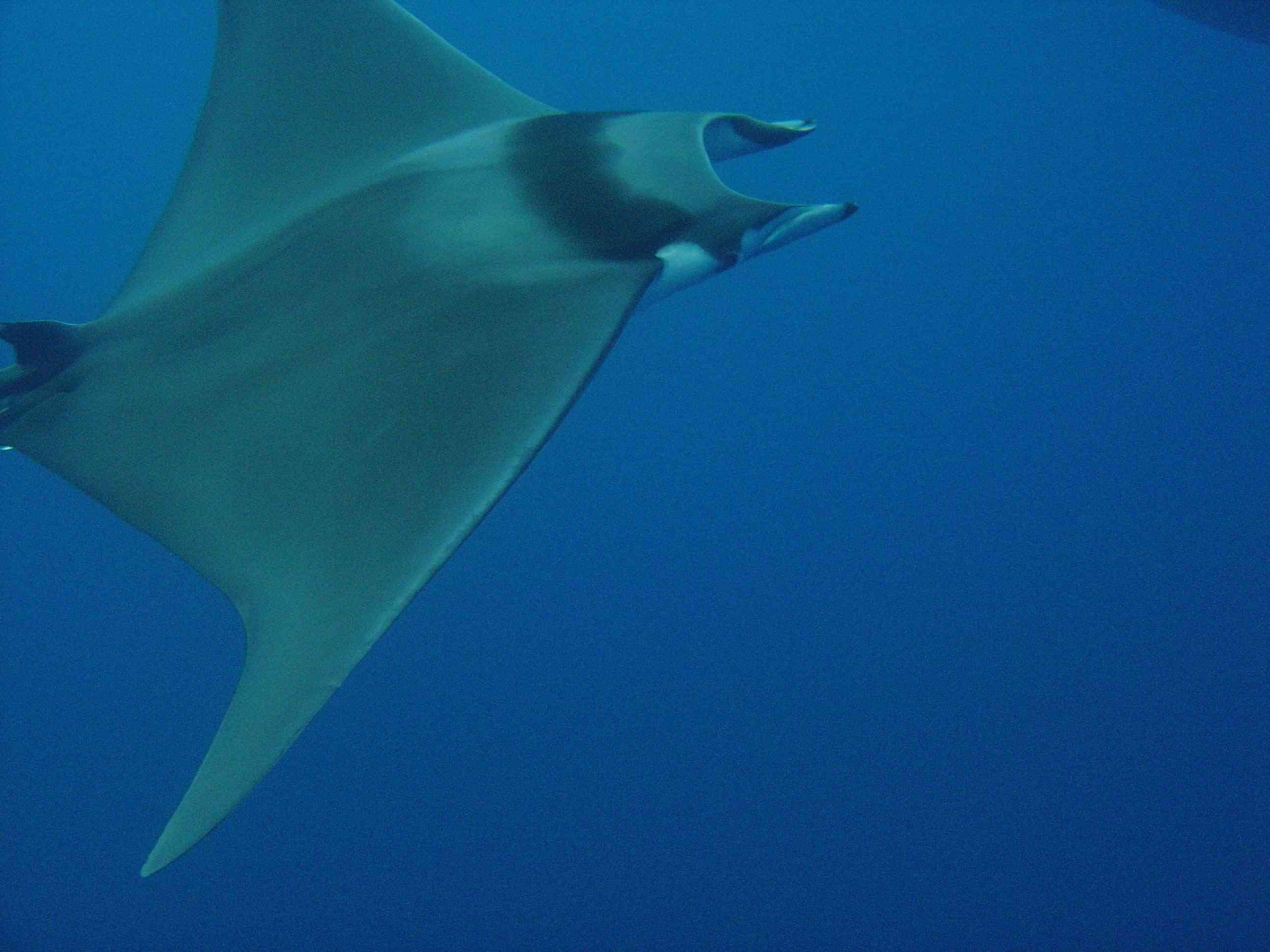 Мобула 8. Чилийская Мобула. Мобула и акулы. Giant Devil ray. Топ 10 Mobula.