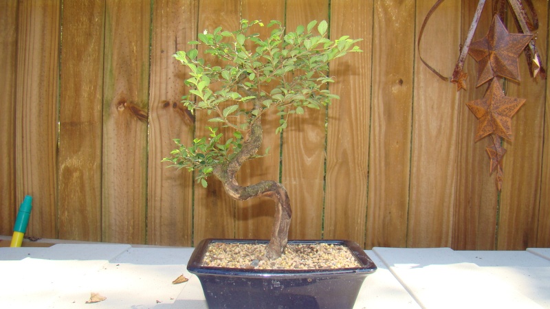bonsai21.jpg