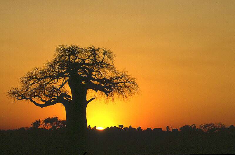 baobab11.jpg