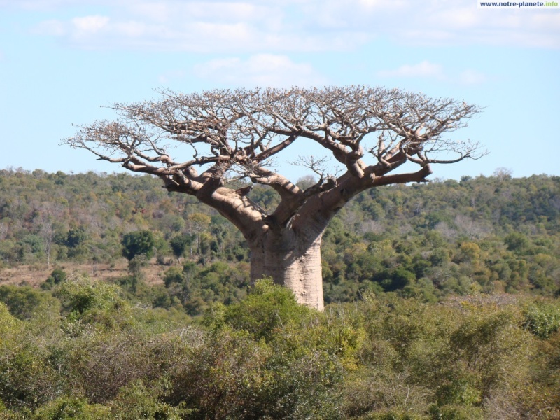 baobab14.jpg