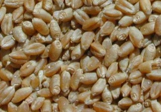 grain-10.jpg